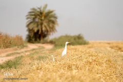 برداشت گندم در خوزستان