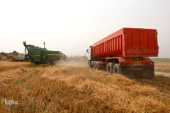 برداشت گندم در خوزستان