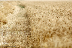 برداشت گندم در خوزستان