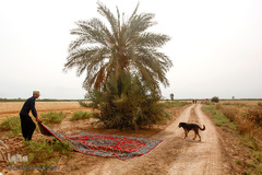 برداشت گندم در خوزستان