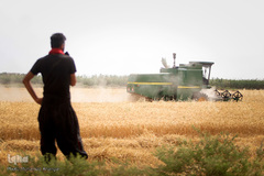 برداشت گندم در خوزستان