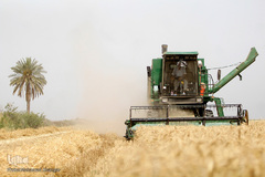برداشت گندم در خوزستان