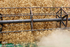 برداشت گندم در خوزستان