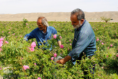 برداشت گل محمدی در بیرجند