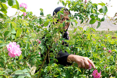 برداشت گل محمدی در بیرجند