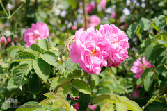 برداشت گل محمدی در بیرجند