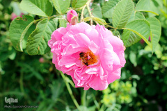 برداشت گل محمدی در بیرجند