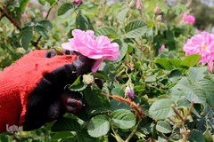 برداشت گل محمدی در بیرجند