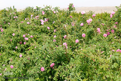 برداشت گل محمدی در بیرجند