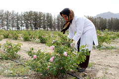 برداشت گل محمدی در بیرجند