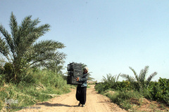 برداشت انگور در خوزستان