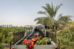 برداشت انگور در خوزستان