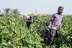برداشت انگور در خوزستان