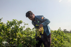 برداشت انگور در خوزستان