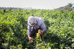برداشت انگور در خوزستان