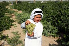 برداشت انگور در خوزستان
