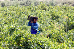 برداشت انگور در خوزستان