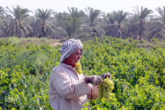 برداشت انگور در خوزستان