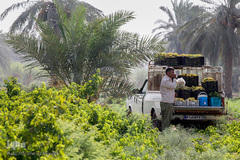 برداشت انگور در خوزستان