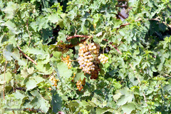 برداشت انگور در خوزستان