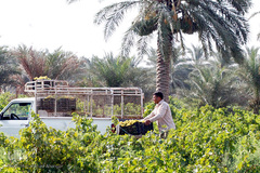 برداشت انگور در خوزستان