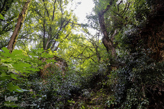 جنگل و رودخانه پلنگ دره