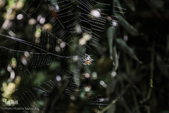 جنگل و رودخانه پلنگ دره