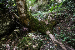 جنگل و رودخانه پلنگ دره