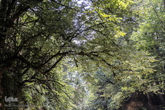 جنگل و رودخانه پلنگ دره