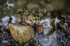 جنگل و رودخانه پلنگ دره