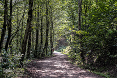 جنگل و رودخانه پلنگ دره