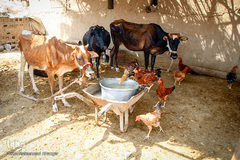 کمترین تحریری از یک زندگانی