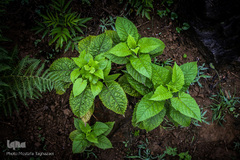 ييلاق اولس بلنگاه در ماسال