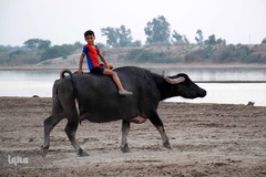 اینجا گاومیش‌آباد؛ محرومیت در خاک و آب و کسب روزی حلال