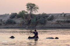 اینجا گاومیش‌آباد؛ محرومیت در خاک و آب و کسب روزی حلال