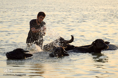 اینجا گاومیش‌آباد؛ محرومیت در خاک و آب و کسب روزی حلال