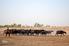 اینجا گاومیش‌آباد؛ محرومیت در خاک و آب و کسب روزی حلال