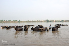 اینجا گاومیش‌آباد؛ محرومیت در خاک و آب و کسب روزی حلال