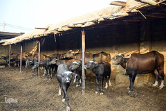 اینجا گاومیش‌آباد؛ محرومیت در خاک و آب و کسب روزی حلال