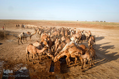 آبرسانی به روستاهای هویزه