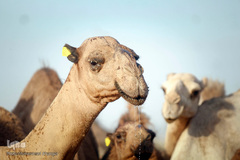 آبرسانی به روستاهای هویزه