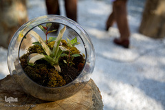 نمایشگاه گل و گیاه كرج