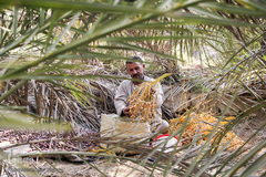 برداشت خرما از نخلستان‌های شادگان