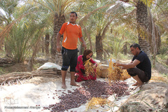 برداشت خرما از نخلستان‌های شادگان