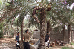 برداشت خرما از نخلستان‌های شادگان