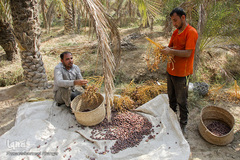 برداشت خرما از نخلستان‌های شادگان