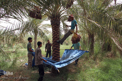 برداشت خرما از نخلستان‌های شادگان