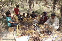 برداشت خرما از نخلستان‌های شادگان