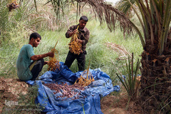 برداشت خرما از نخلستان‌های شادگان