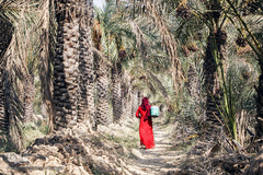 برداشت خرما از نخلستان‌های شادگان